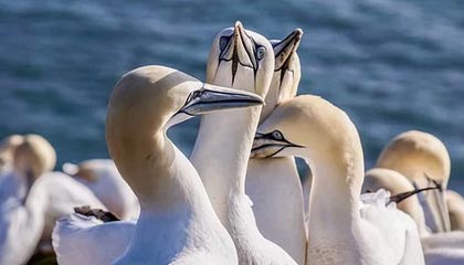 探访“零号病人”戈贝尔：如果能重来不会再摸麦克风