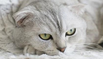 探访“零号病人”戈贝尔：如果能重来不会再摸麦克风